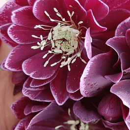 Морозник восточный Red Double