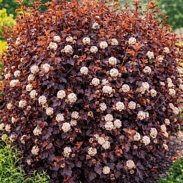 Пузыреплодник калинолистный Magical Sunrise