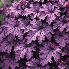 Гейхерелла Plum Cascade