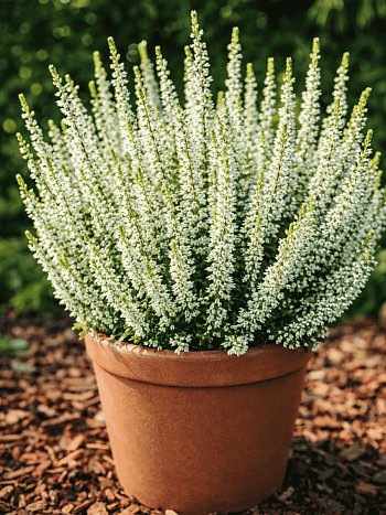 Вереск обыкновенный Alicia