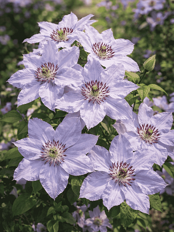 Клематис Still Waters