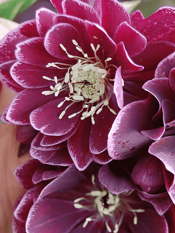 Морозник восточный Red Double