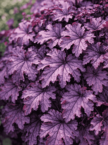 Гейхерелла Plum Cascade