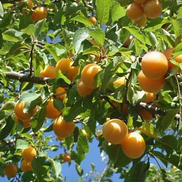 Слива Зареченская желтая