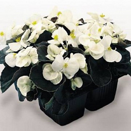 Бегония вечноцветущая бронзоволистная Найтлайф Вайт