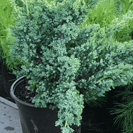 Можжевельник чешуйчатый Blue Compact