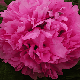 Пион древовидный Blazing Furnace