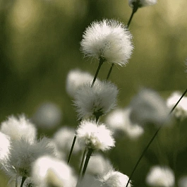 Пушица влагалищная