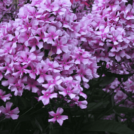 Флокс метельчатый Квазимодо