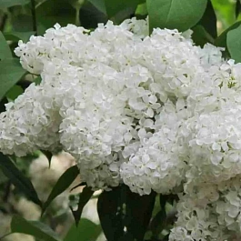 Сирень обыкновенная Иней