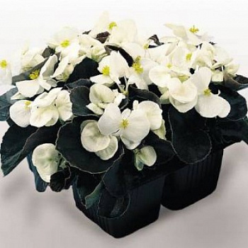 Бегония вечноцветущая бронзоволистная Найтлайф Вайт