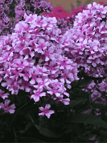 Флокс метельчатый Квазимодо