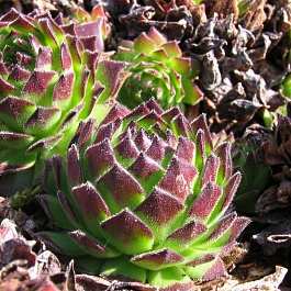 Молодило  Фараон