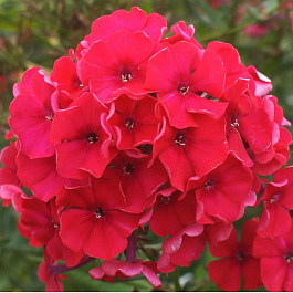 Флокс метельчатый Набат