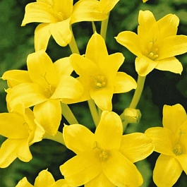 Хлидантус душистый