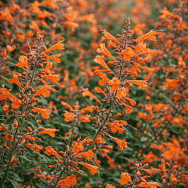 Агастахис оранжевый Tango