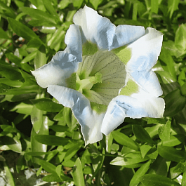 Горечавка Макиной White Magic