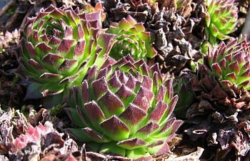 Молодило  Фараон