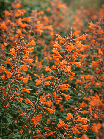 Агастахис оранжевый Tango