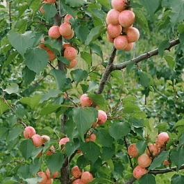 Абрикос Ульянихинский