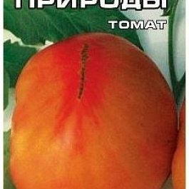 Томат (Помидор) обыкновенный Загадка Природы
