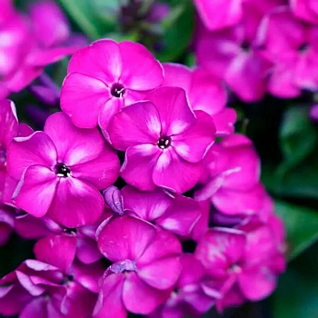 Флокс метельчатый Бамбини Дизайр