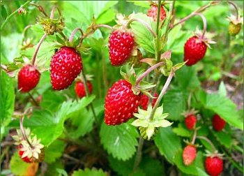 Земляника садовая Барон Солемахер