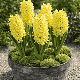 Гиацинт Gipsy Princess