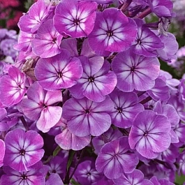 Флокс метельчатый Память Сердца