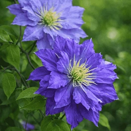 Клематис Copernicus