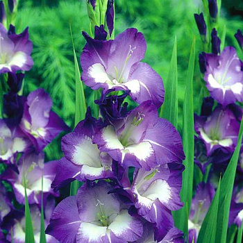 Гладиолус крупноцветковый Нори