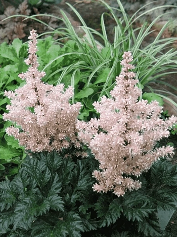 Астильба курчавая Lilliput