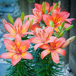 Лилия азиатская Хэппи Лайф