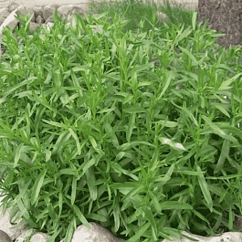 Эстрагон French Dragon