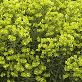 Молочай средиземноморский Red Wing