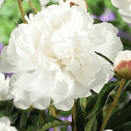 Пион Молочноцветковый White Towers