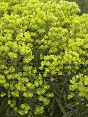 Молочай средиземноморский Red Wing