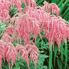 Астильба Тунберга Straussenfeder