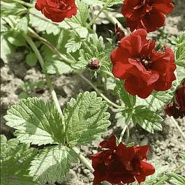 Лапчатка гибридная Vulcan