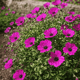 Герань пепельная Giuseppe