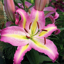 Лилия восточная Том Паус