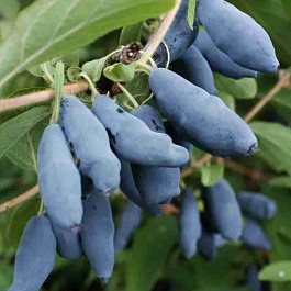 Жимолость Mix