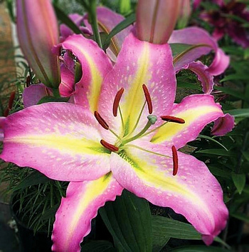 Лилия восточная Том Паус