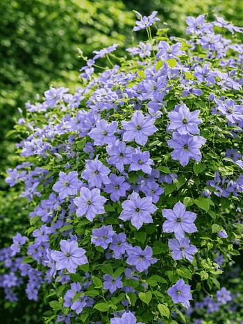 Клематис Skyfall