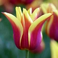 Тюльпан Ballade Dream