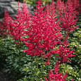 Астильба китайская Cardinal