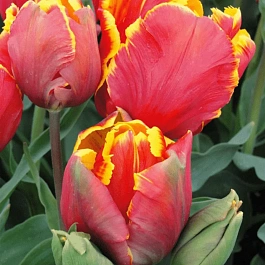 Тюльпан попугайный  Bright Parrot