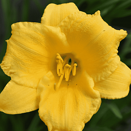 Лилейник Stella d’Oro