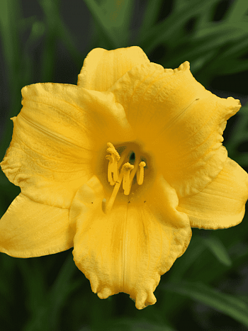 Лилейник Stella d’Oro