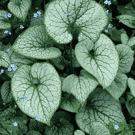 Бруннера крупнолистная Alchemy Silver